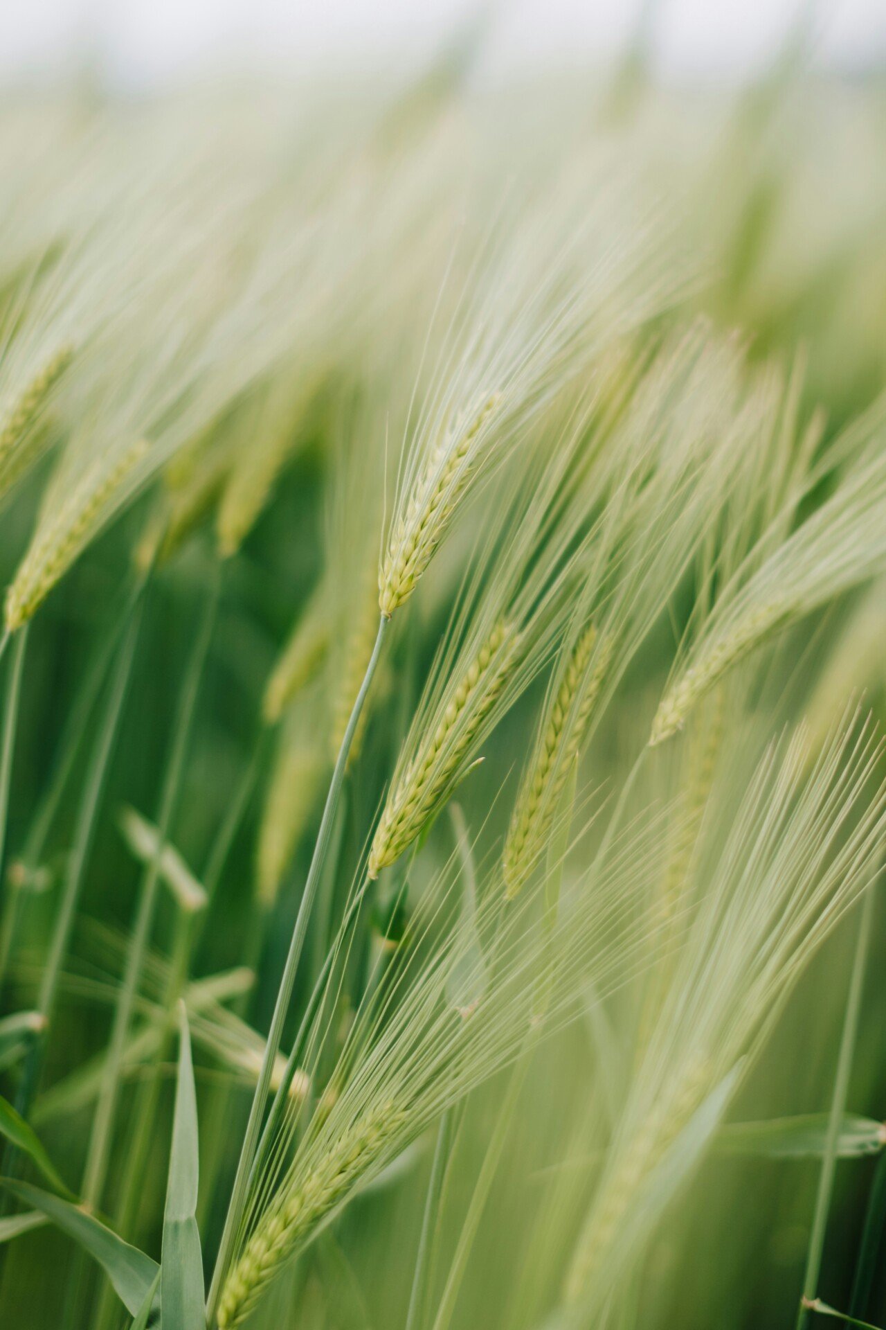 close up of grass